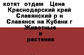 котят  отдам › Цена ­ 1 - Краснодарский край, Славянский р-н, Славянск-на-Кубани г. Животные и растения » Кошки   . Краснодарский край